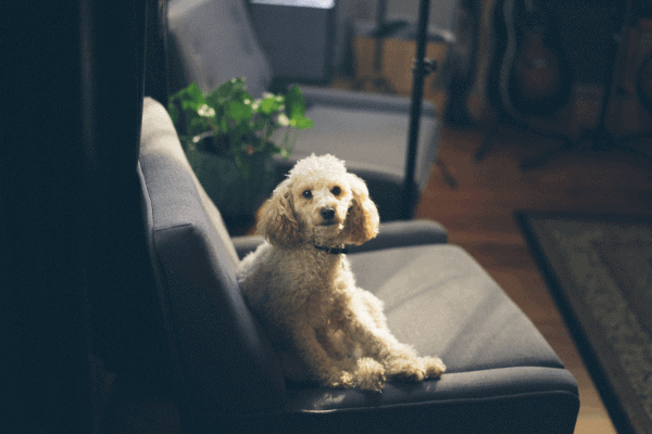 fauteuil sofa éliminer les poils d'animaux castor perte balai soleil ruban adhésif chats brosse tapis astuces collants grâce chien pelage poil