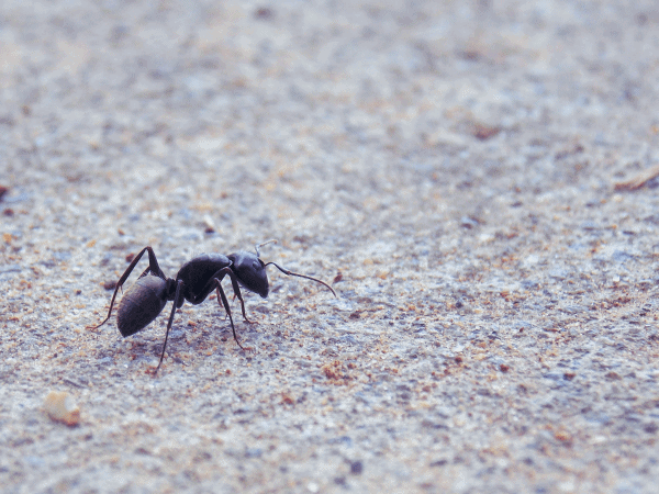 insecte fourmis charpentières