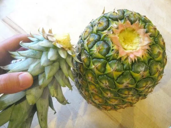 comment bouturer un ananas comosus fruit plante pot feuillage intérieur culture rosette terreau besoin exposition température